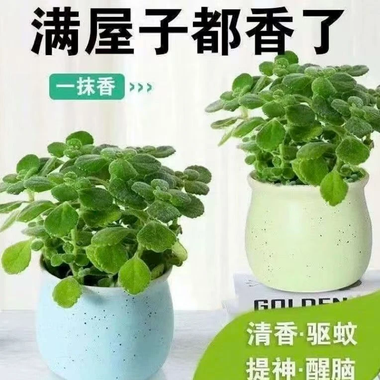 1号王小二碰碰香 全店多肉任意拍满2单发货 拍满5单送一包吡虫啉