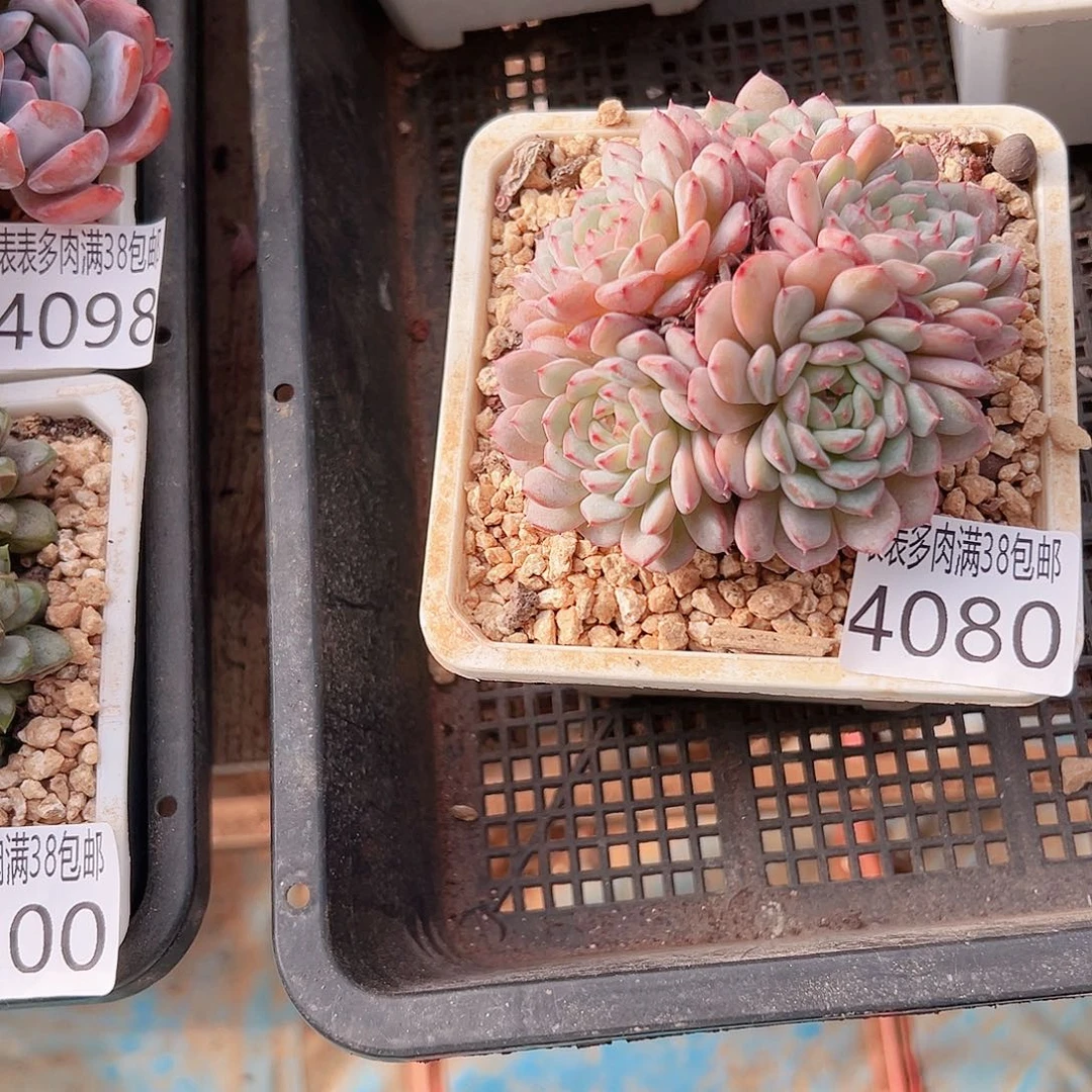 小***堡无花朵多肉一物一拍植物4080