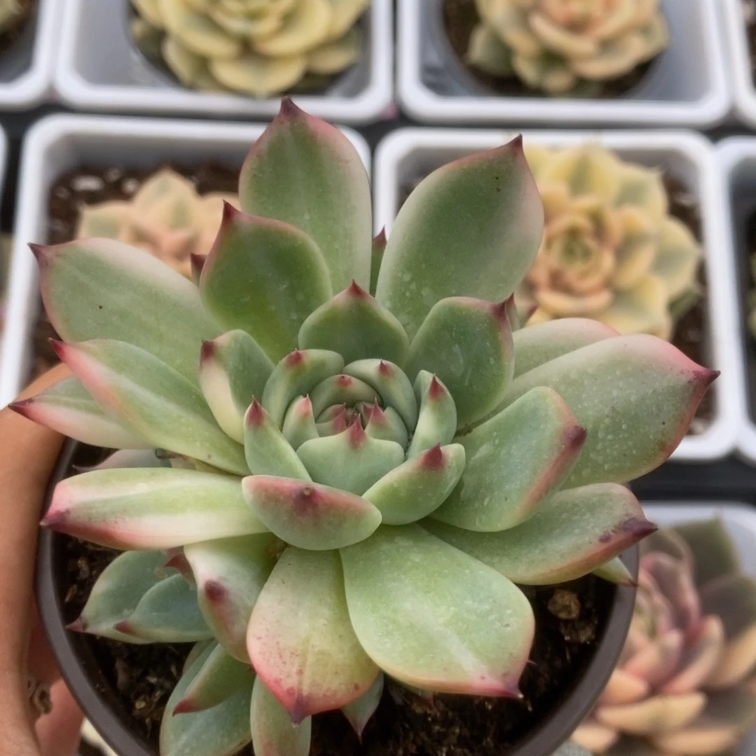 098锦锦锦锦锦锦锦锦