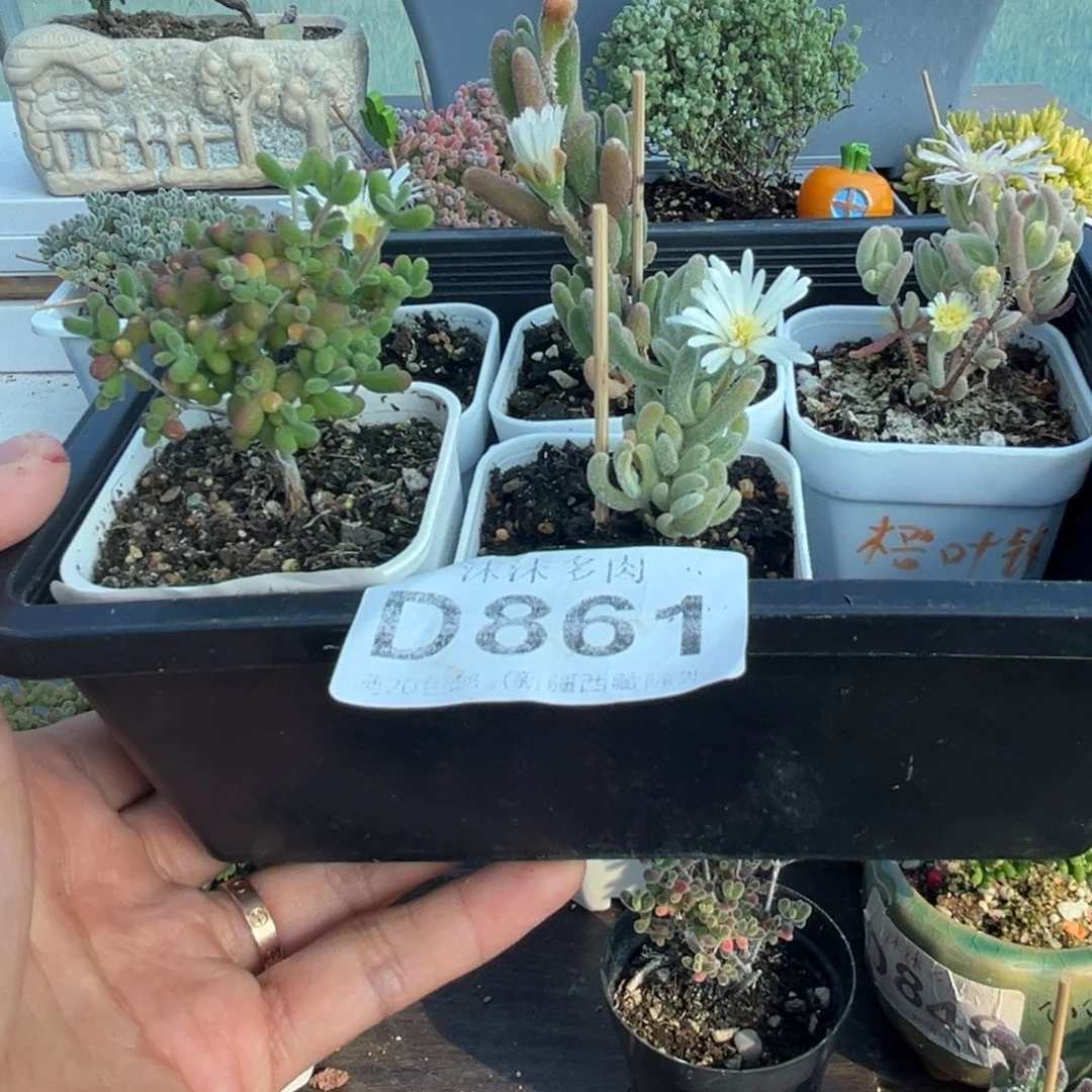 咖**香861组合套餐福利