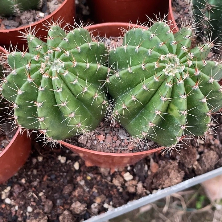 实生双头中刺彩草