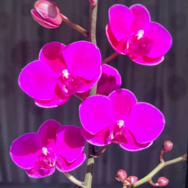 【满天红】3.5寸杯蝴蝶兰带花剑皮实好养新手必拍