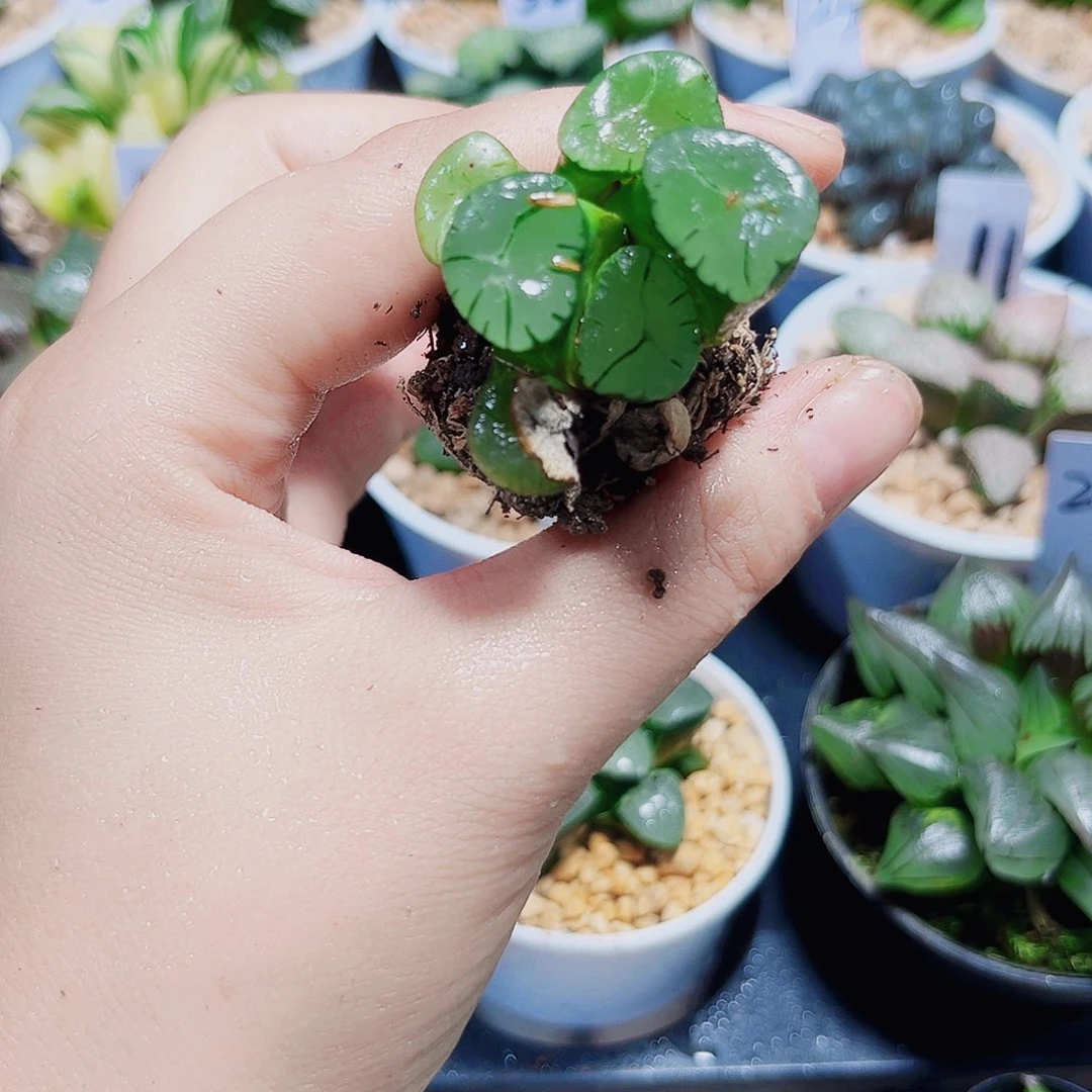 小***黑紫万象多肉植物6666