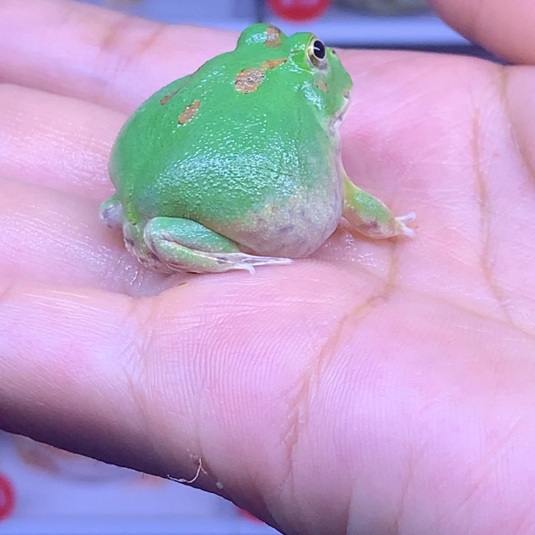 角蛙闪购角蛙专拍链接