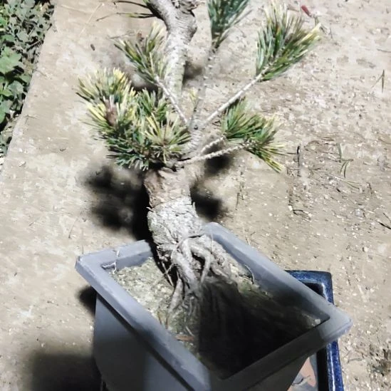 红陶矮霸老桩松树盆景