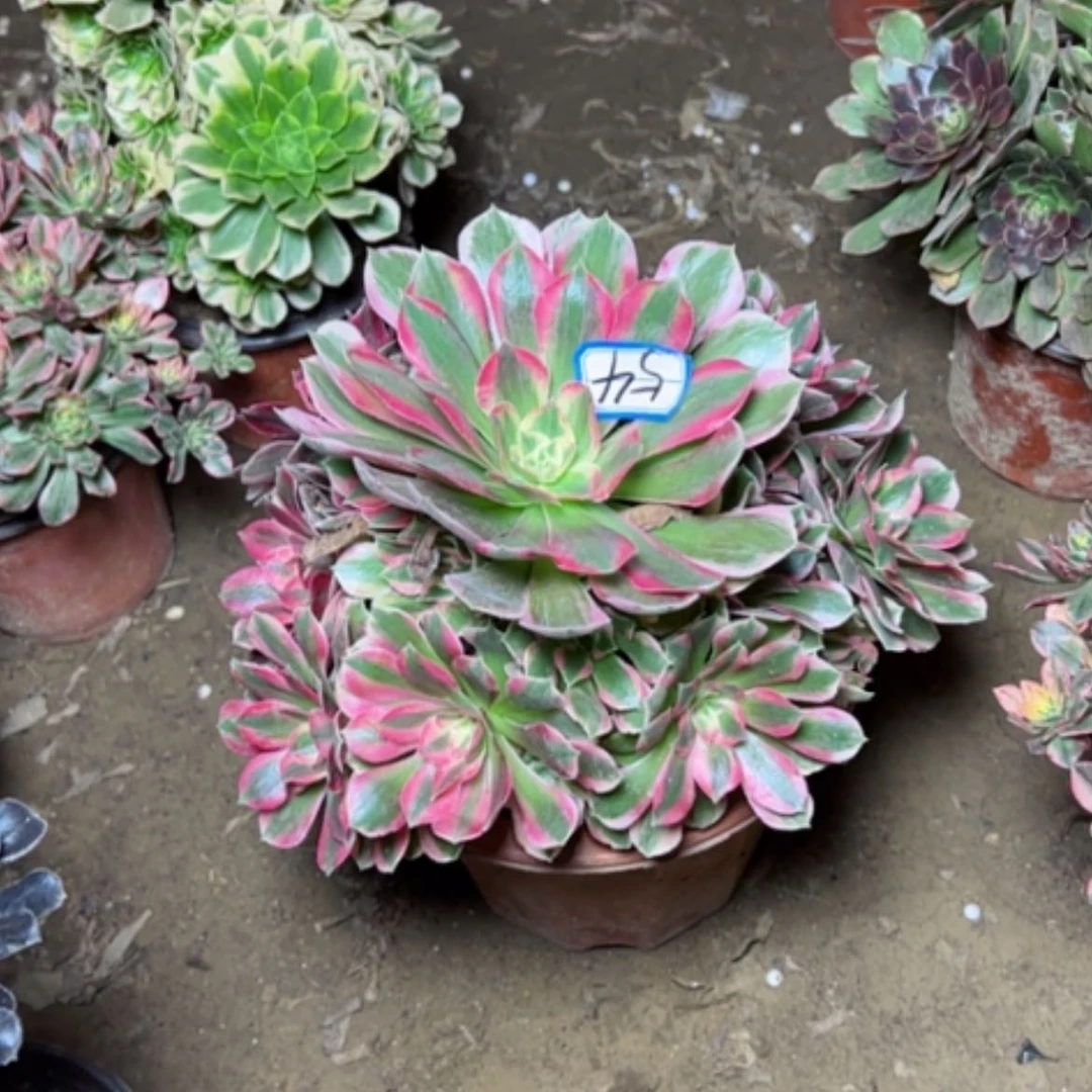 【闪购商品】粉妖月54