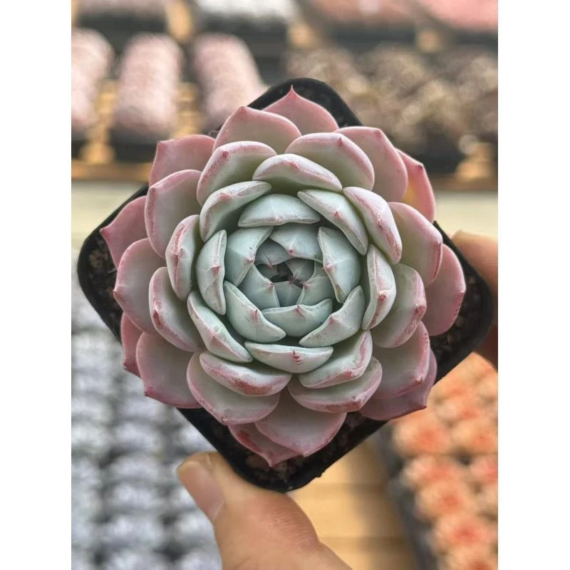 7#桃白白多肉植物  前男友精品多肉sm108