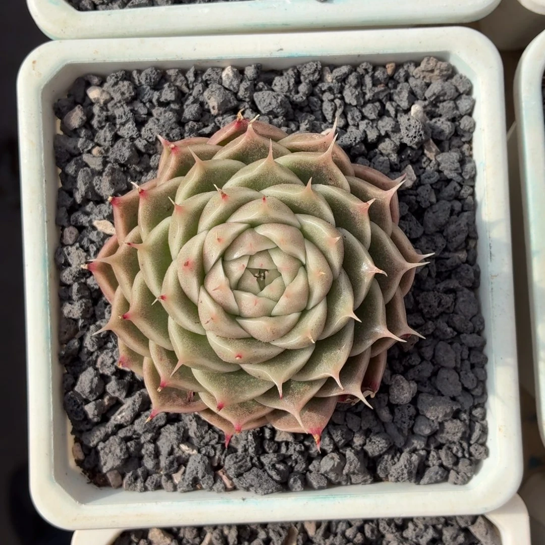 多肉植物 海胆珍妮-4