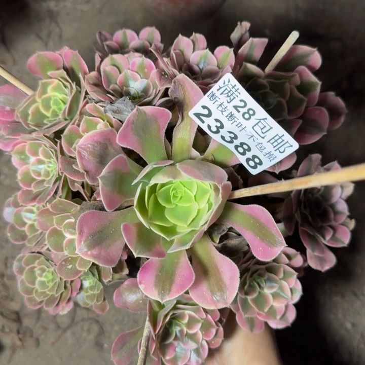 23388南香妃多肉植物