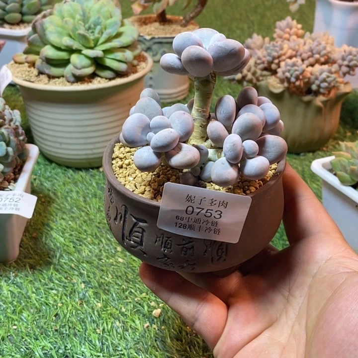 0753啊啊啊啊啊啊啊啊啊