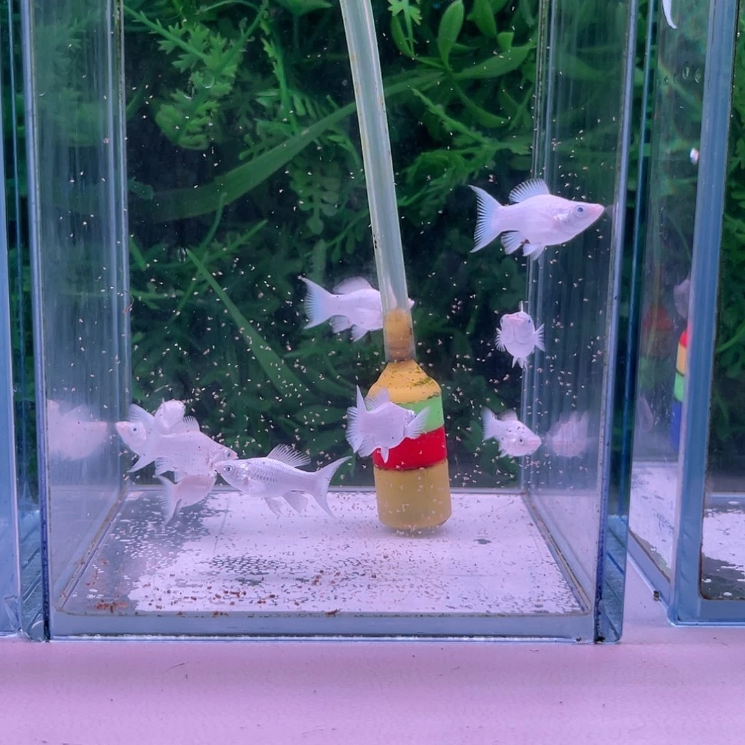 孔雀鱼197号玛丽苗子8+2备损