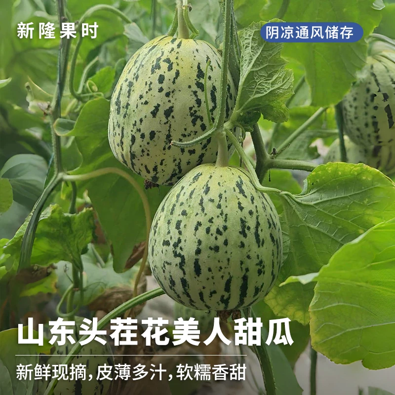 山东头茬花美人甜瓜3斤/4.5斤软糯香甜应季水果甜瓜蜜瓜