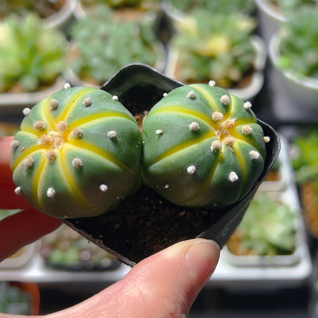 双头星兜锦玉露多肉植物一颗