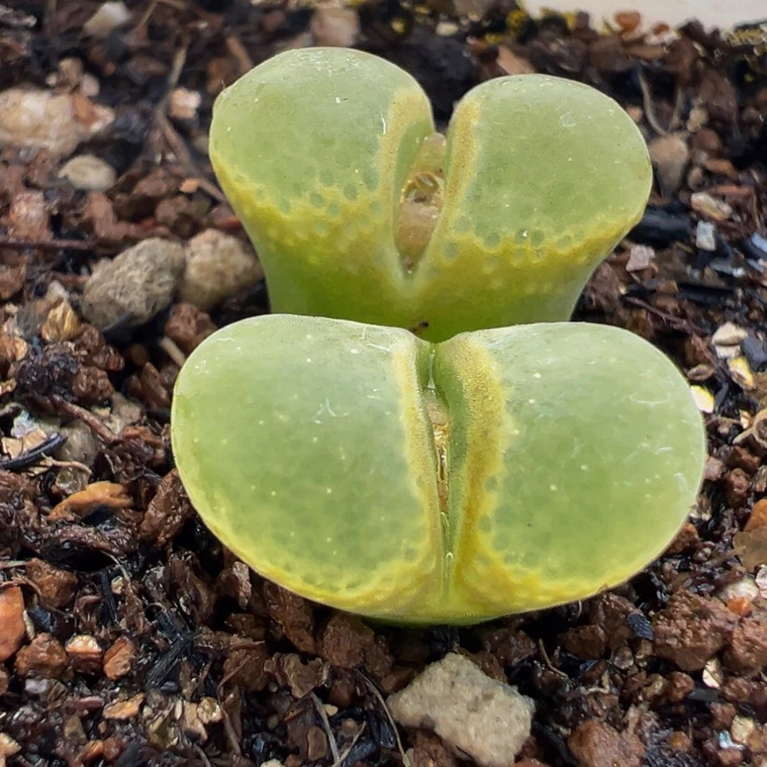 182多肉肉植物盆栽花卉