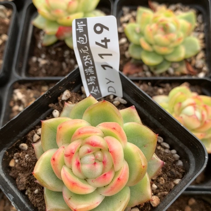 水晶珍尼锦多肉zhi wu