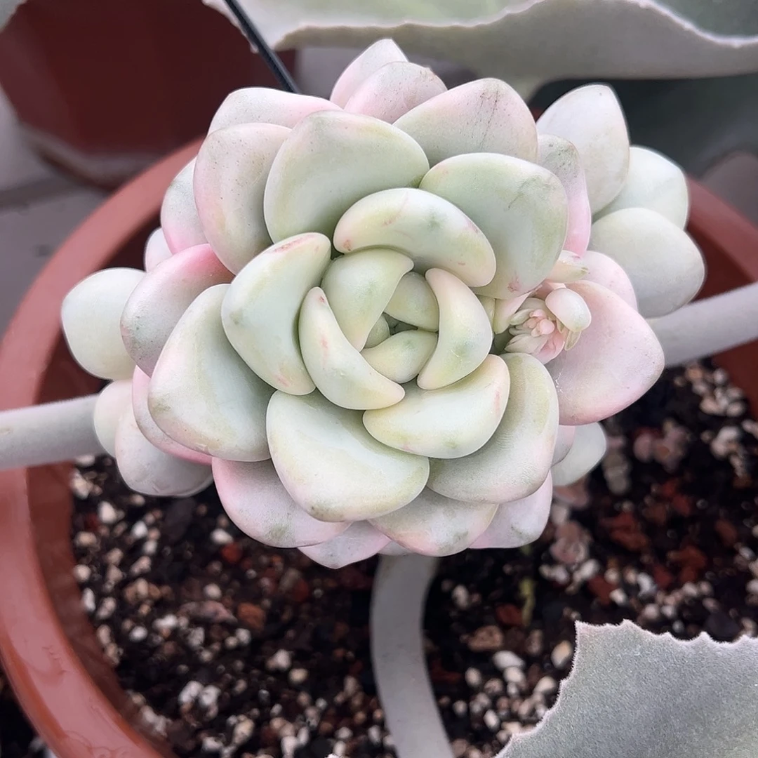 花瓣鹿锦嫁接多肉植物