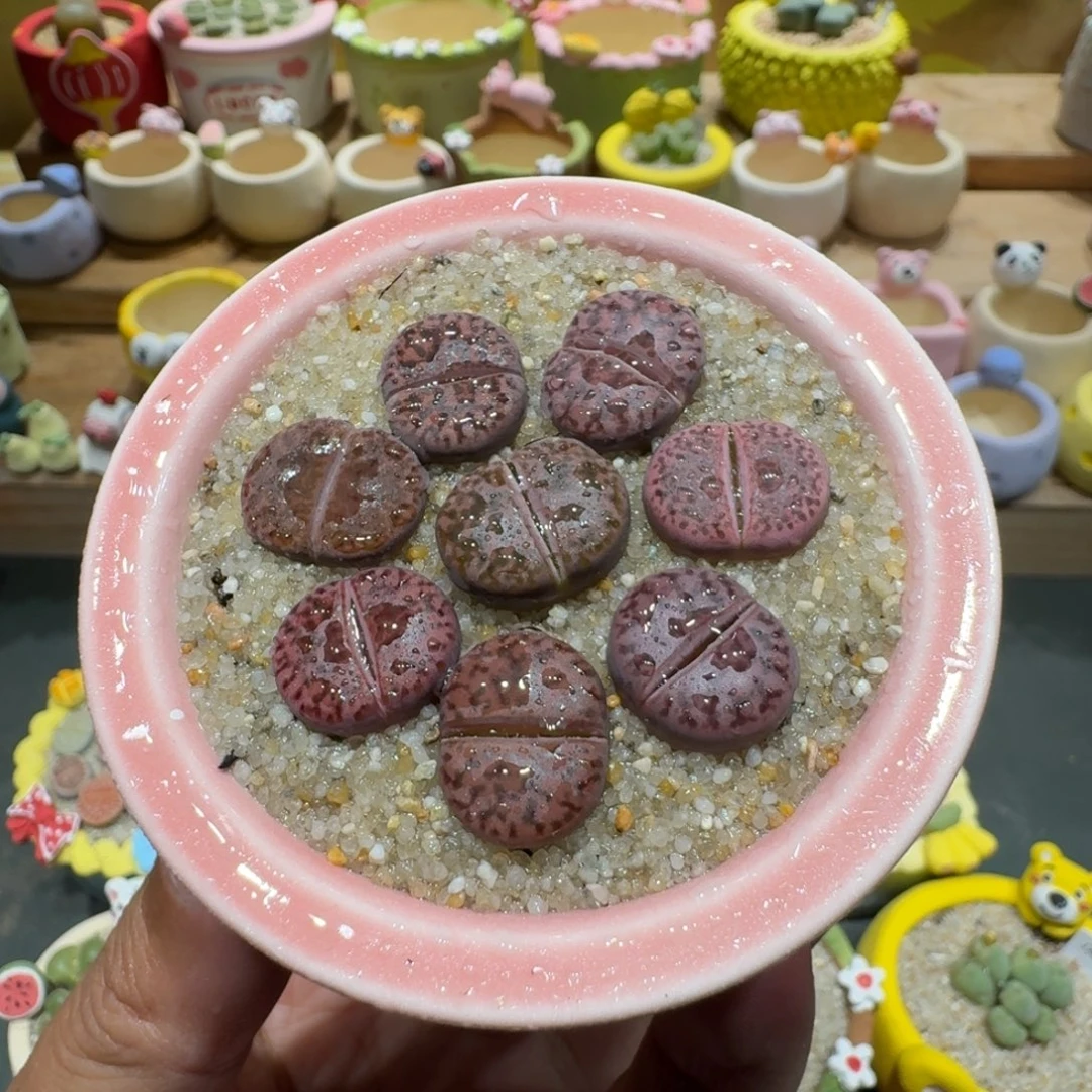 蘑菇1266紫折榴多肉植物