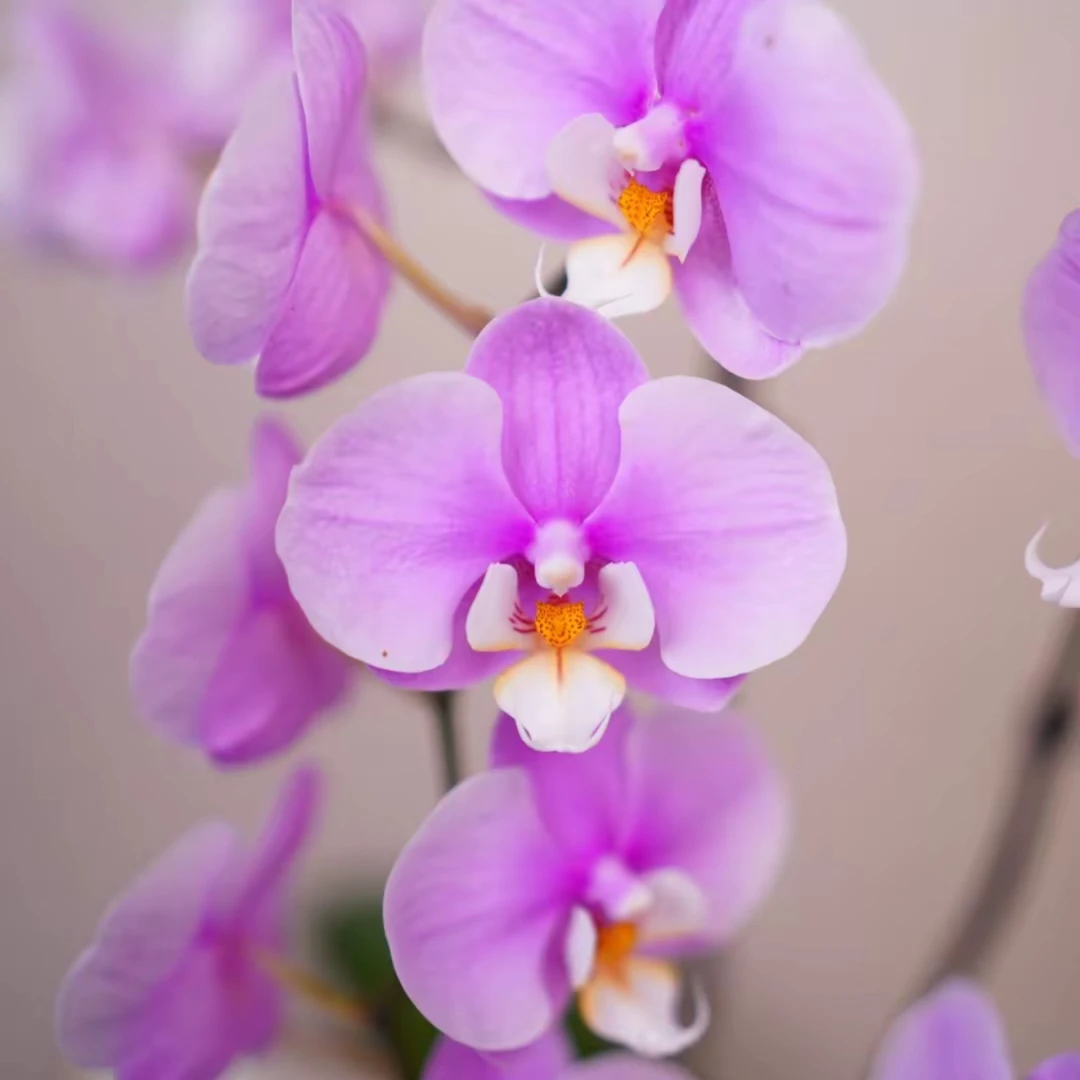 明兰花卉 蝴蝶兰【安娜】全花开花株发货