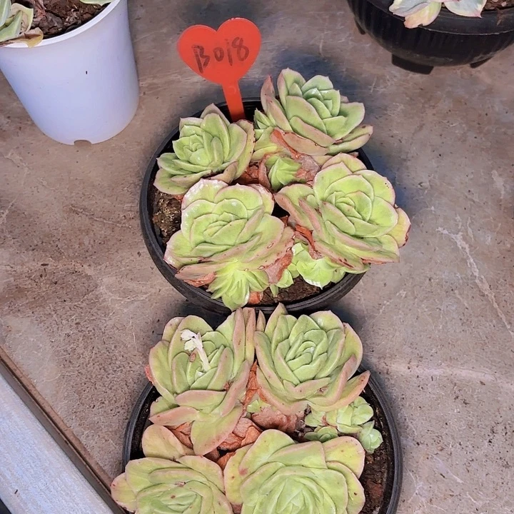 星*星冰玫瑰一物一拍B018...