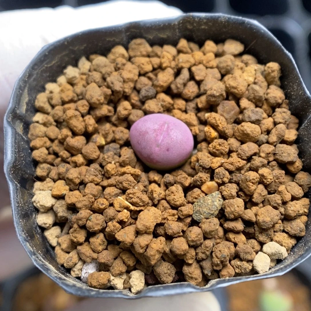 多肉植物肉锥杂交K-4449（0.9）