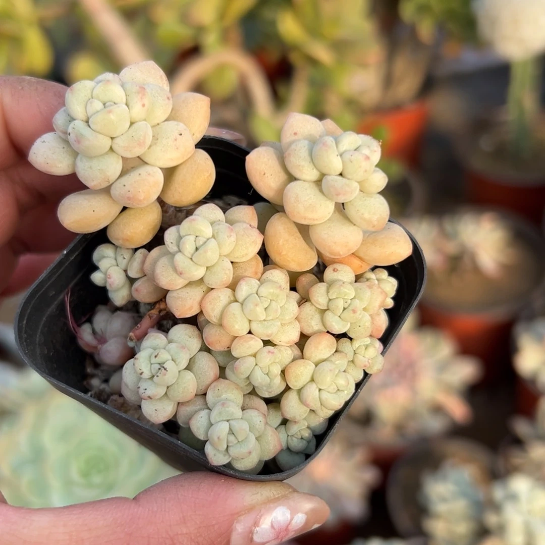 多肉植物泡泡糖群