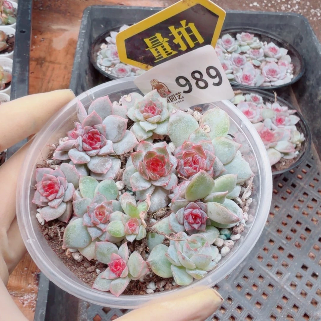 多肉植物多肉植物