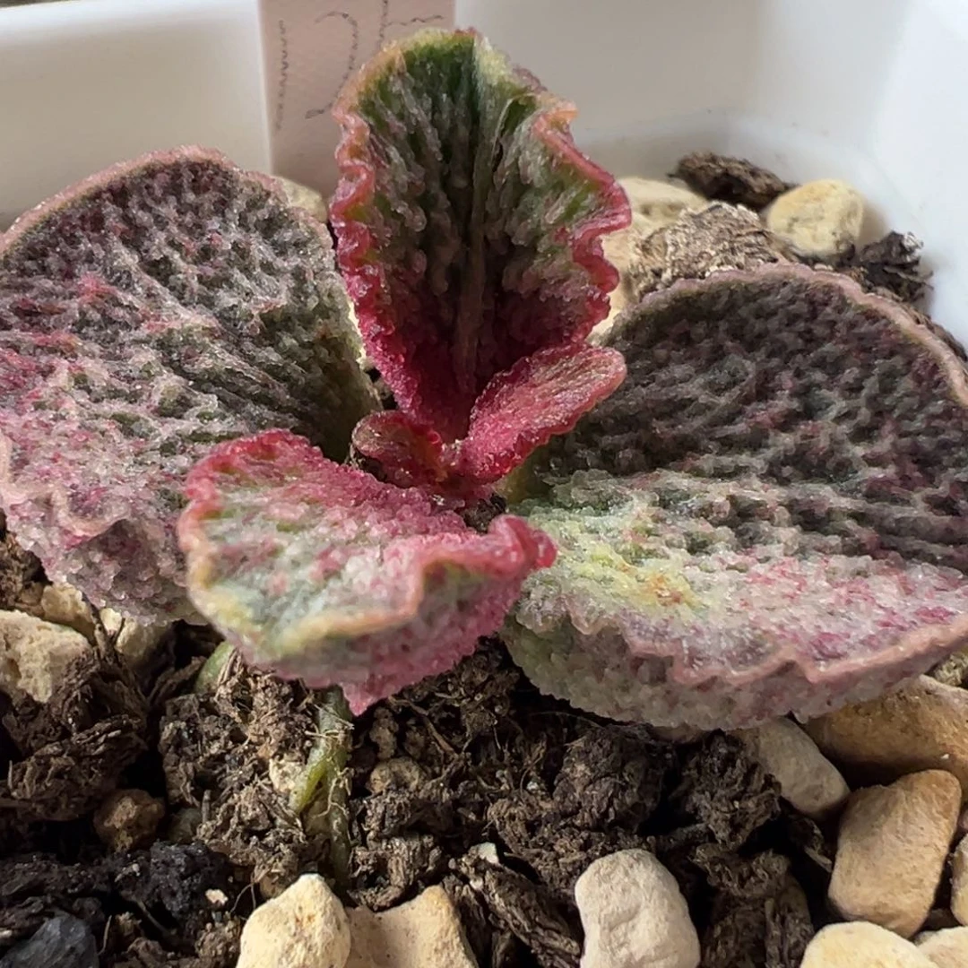 实生新品血斑冰枝放射纹