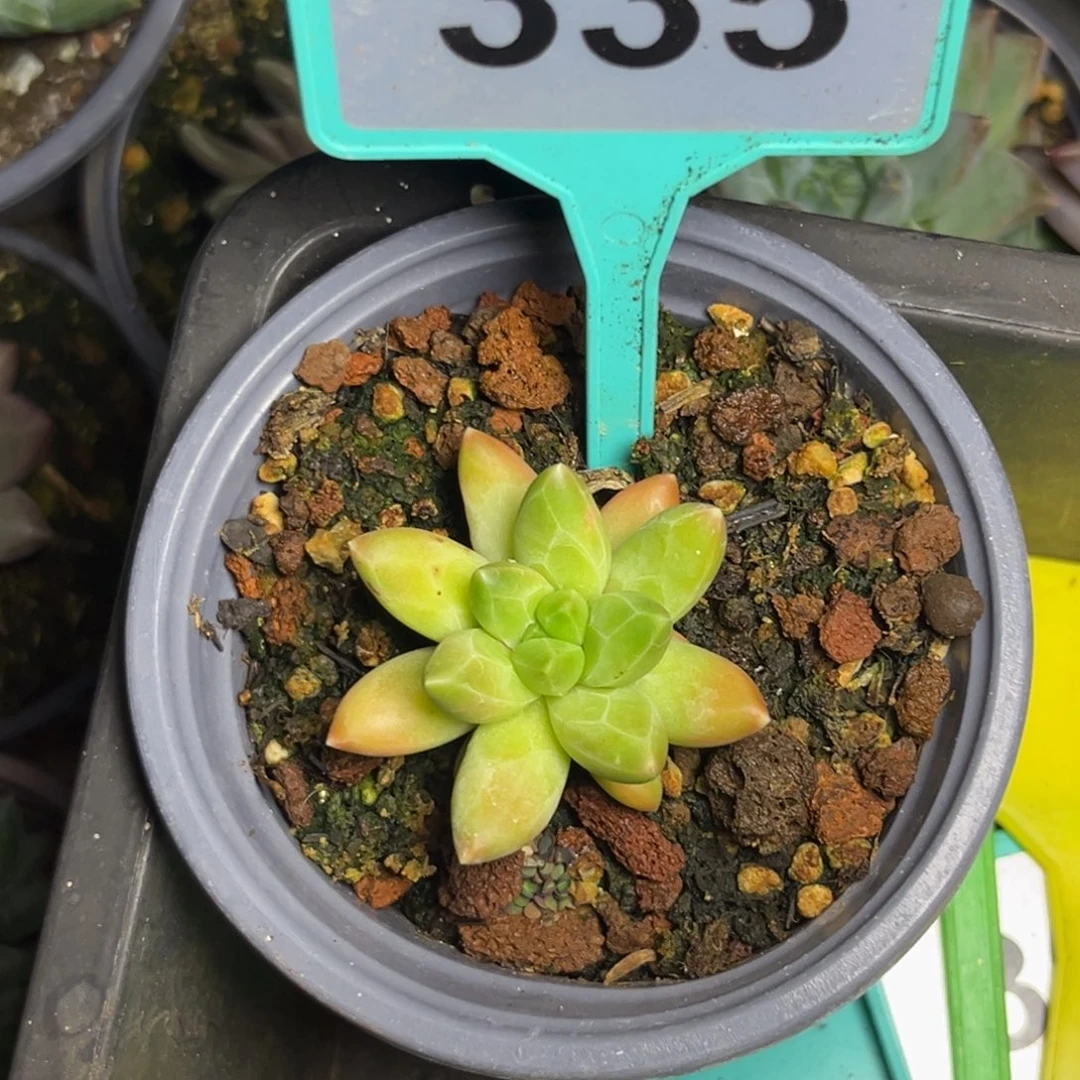 多肉植物领航员335