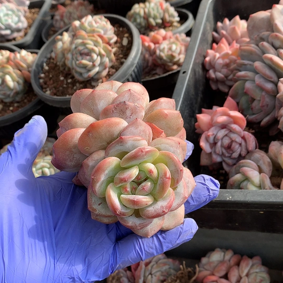 哈哈哈哈哈哈哈哈星影多肉10