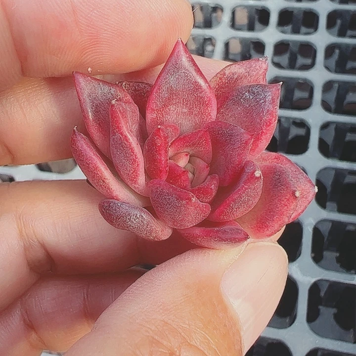 蕊*多肉植物多肉植物