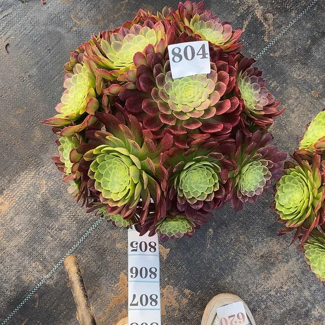 嘉年华绣球804多肉法师植物
