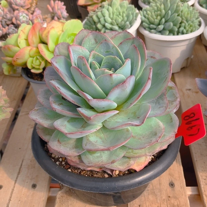 布鲁兰多肉植物8667