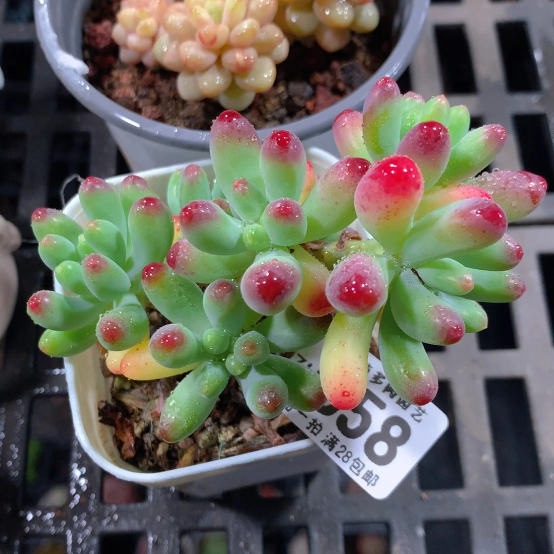 5CM拇指盆精控多肉ZU658