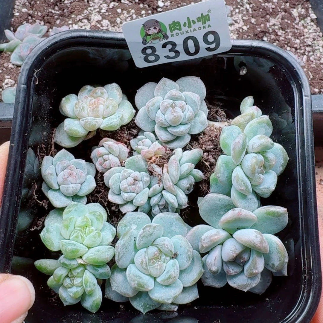 泡***x多肉植物多肉植物
