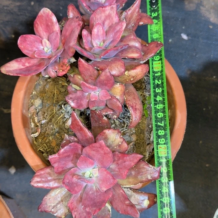 钻石锦392 多肉植物一物一拍