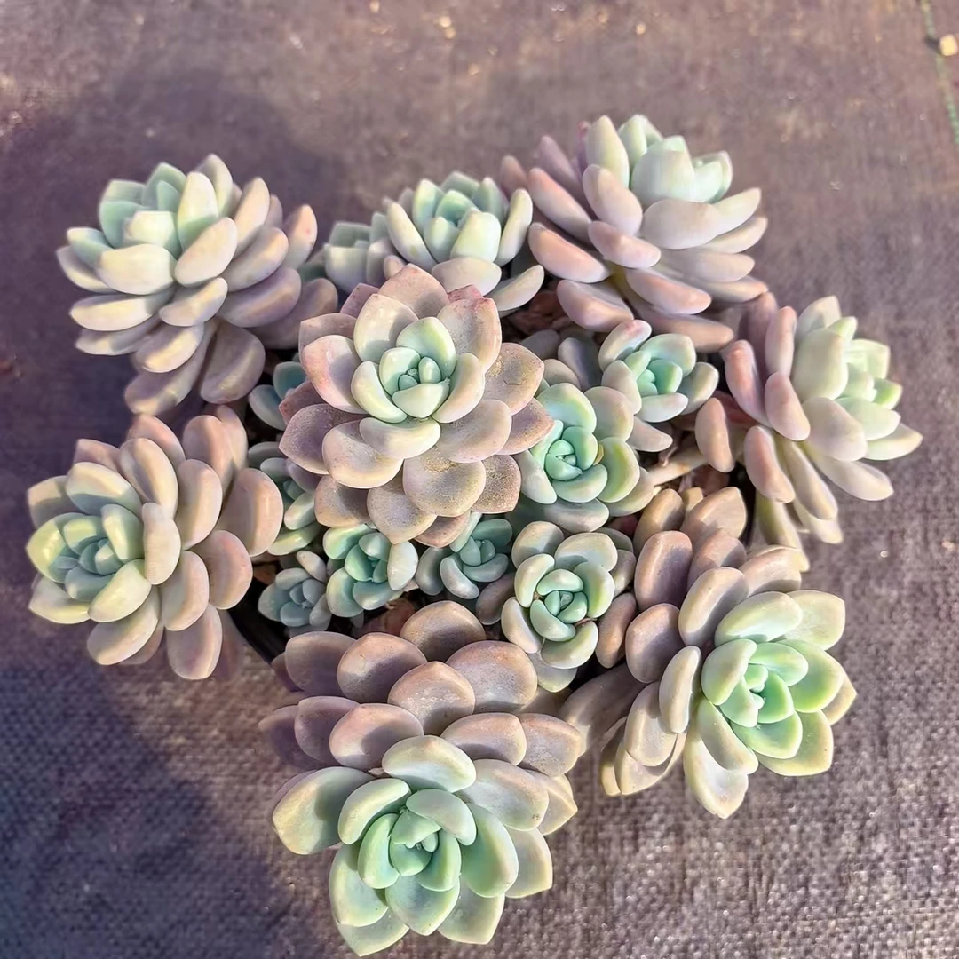 【克洛伊】 多肉植物 绿植盆栽