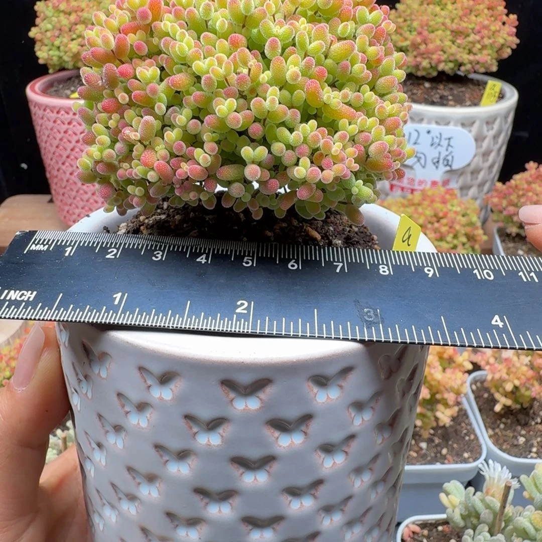 露a112号蜜橘冠服8厘米不带盆