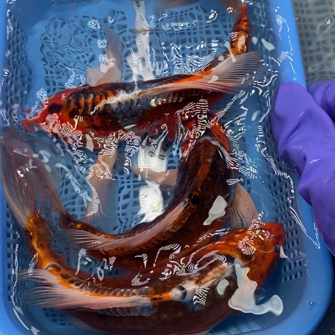 锦鲤冷水锦鲤包邮