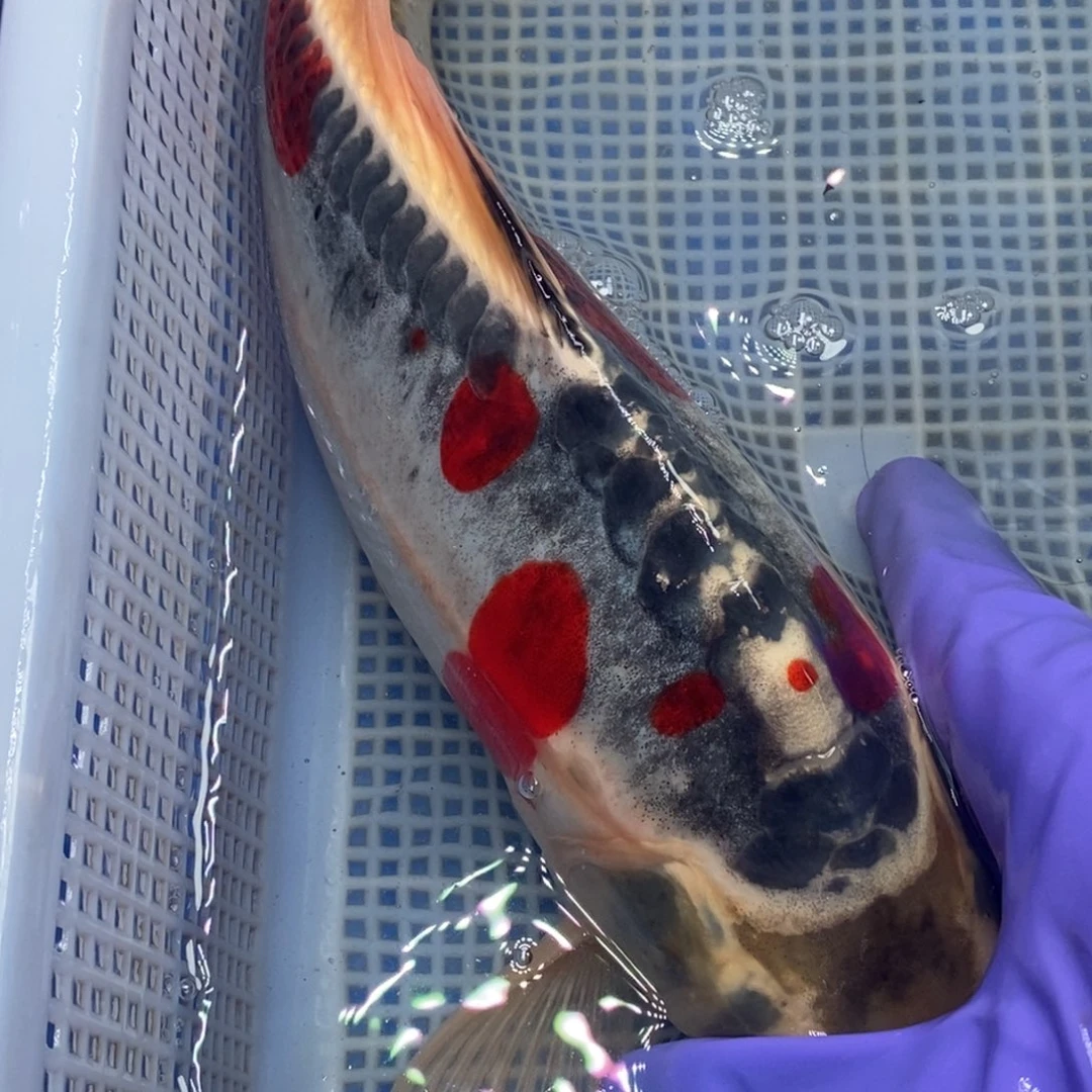 锦鲤冷水锦鲤包邮