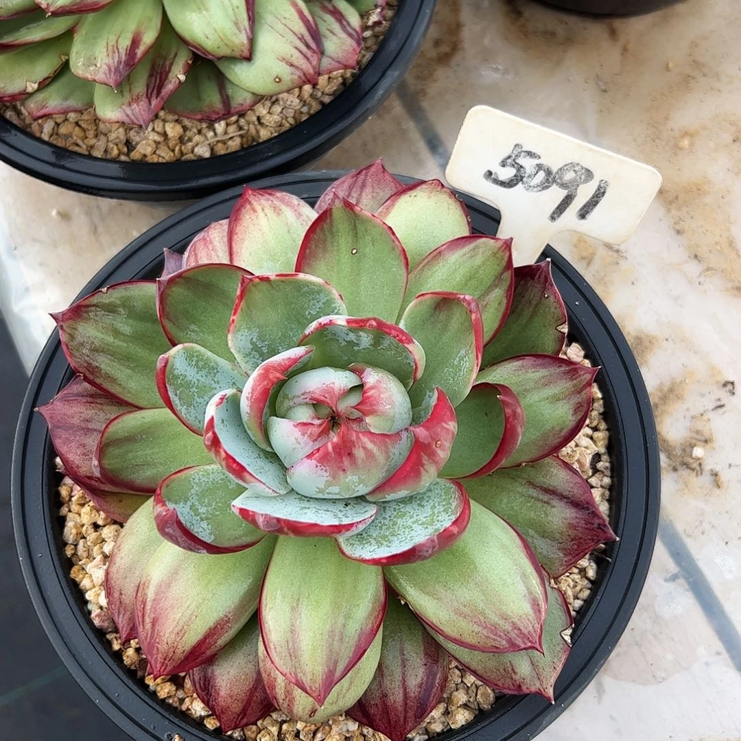 惊鸿仙子一物一拍5091号