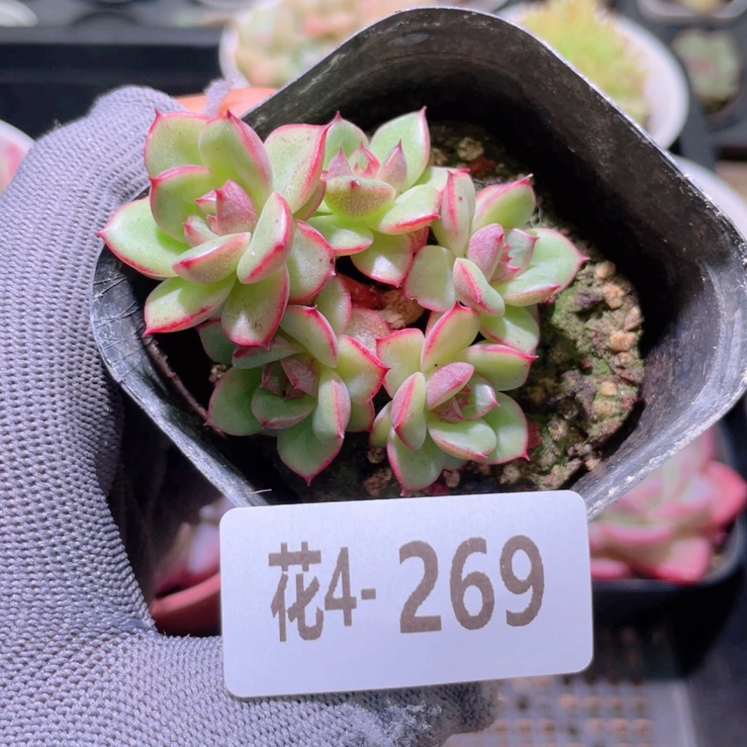 花利美 4-269新品