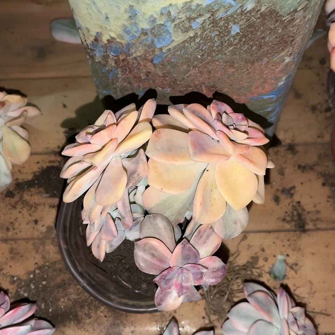 迷*姐暖色的紫乐景C29