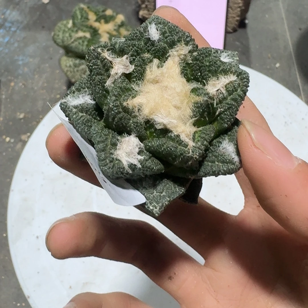 低***2428号仙人球有根了
