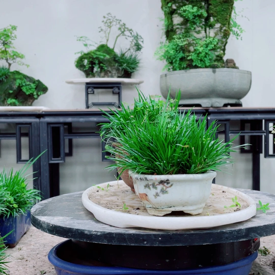 无铅玻璃玩**志铁线蕨铁线蕨铁线蕨