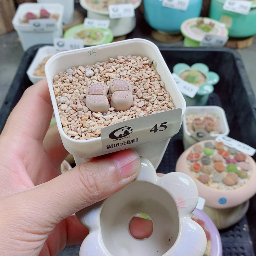 豆*儿生石花花花花花花花45