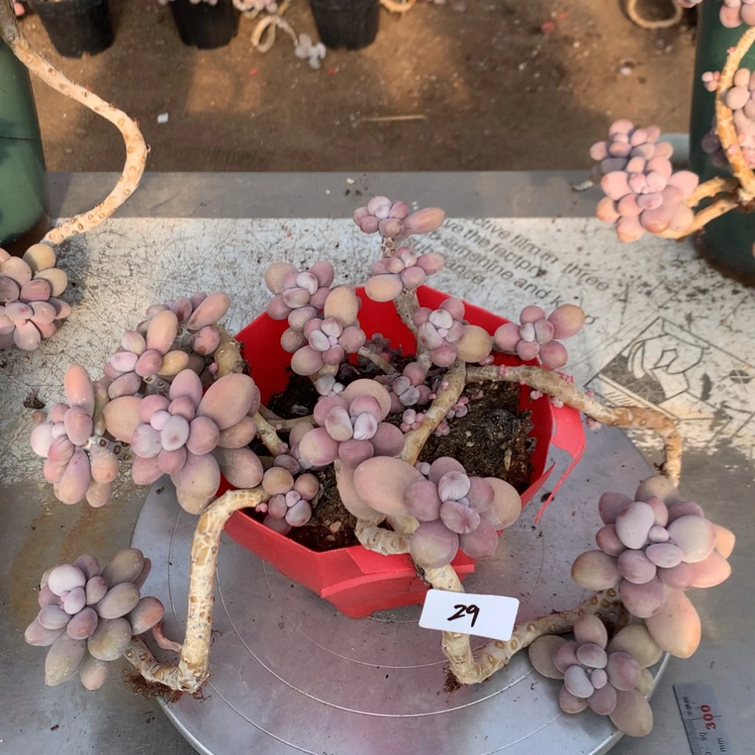 桃蛋老桩不带盆29号