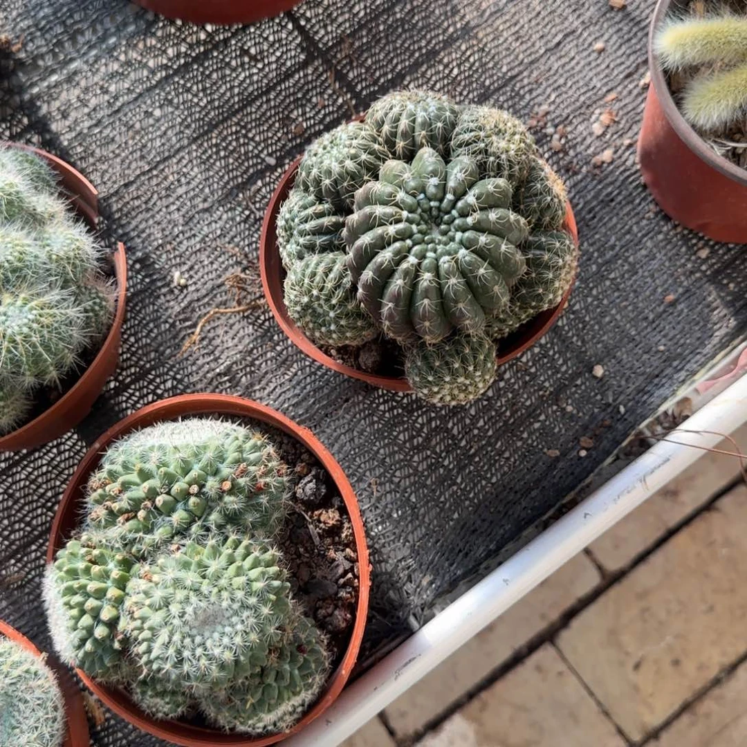 㻏****无花朵眩美玉小手捧