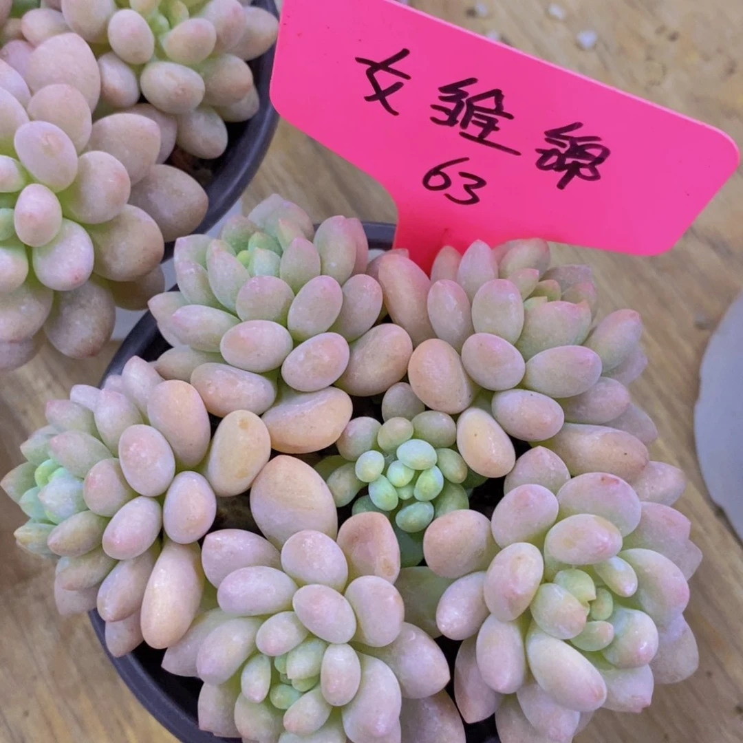 一物一拍，活动场，最后一场
