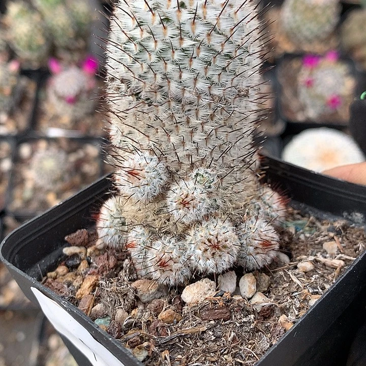 9 侧芽自根直刺配雷20多个侧芽