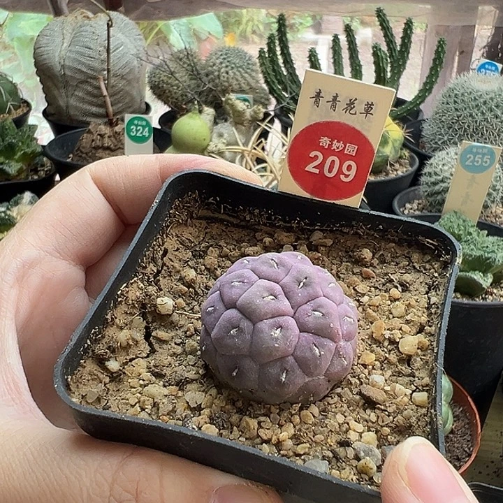 自根无刺习志野3cm